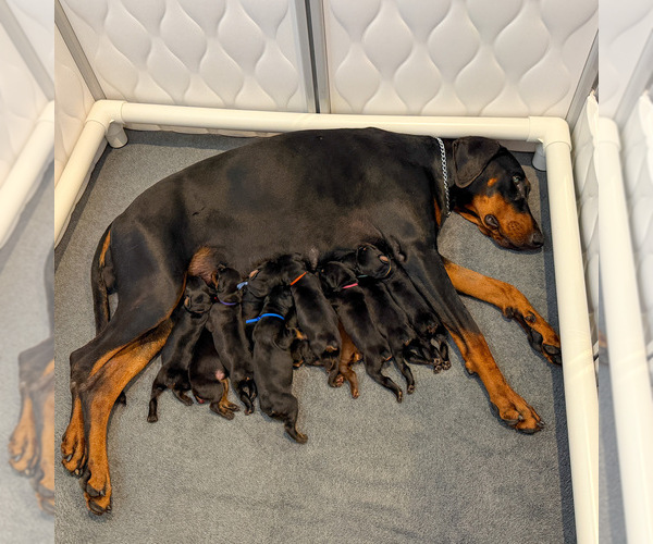 Medium Photo #5 Doberman Pinscher Puppy For Sale in LAKELAND, FL, USA