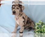 Small Photo #1 Great Dane Puppy For Sale in SHILOH, OH, USA