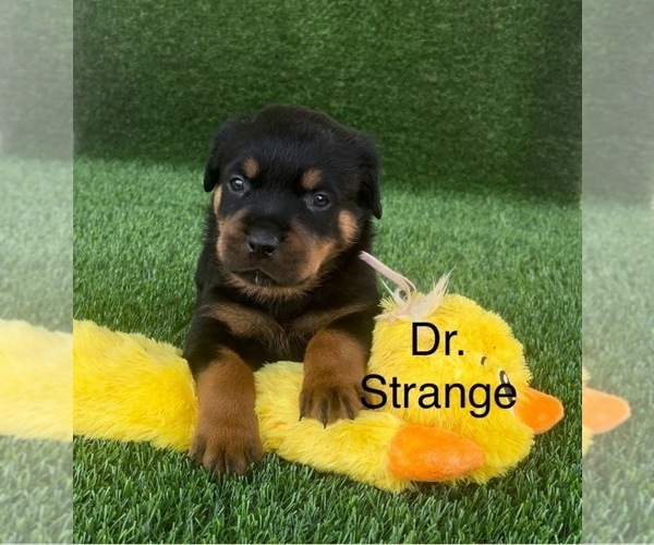 Medium Photo #6 Rottweiler Puppy For Sale in HOPKINSVILLE, KY, USA