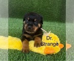 Small Photo #6 Rottweiler Puppy For Sale in HOPKINSVILLE, KY, USA
