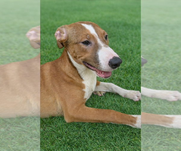 Medium Photo #4 Labrador Retriever Puppy For Sale in San Diego, CA, USA