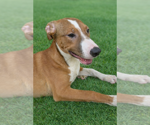 Jazzy - Female Labrador Retriever Dog for Adoption - Photo #4