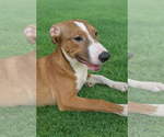 Small #3 Labrador Retriever