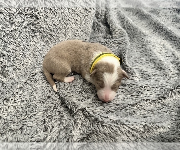 Medium Photo #2 Border Collie Puppy For Sale in CONVERSE, TX, USA