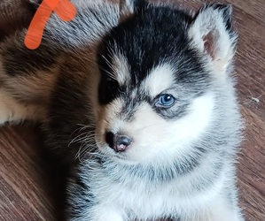 Alaskan Malamute Puppy for sale in SIX LAKES, MI, USA