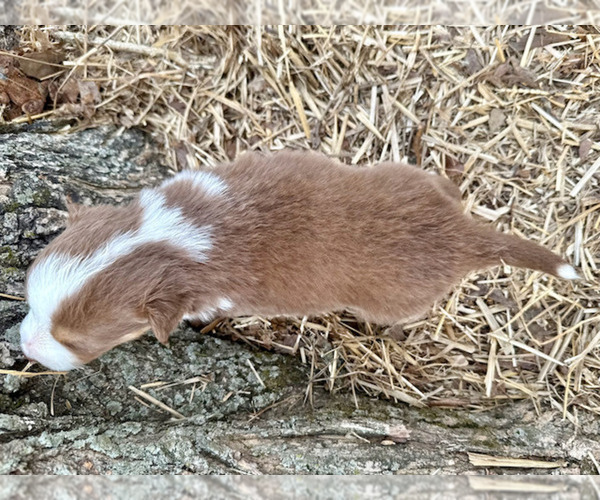 Medium Photo #6 Australian Shepherd Puppy For Sale in SMITHS GROVE, KY, USA