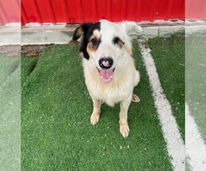 Medium Australian Shepherd-Great Pyrenees Mix