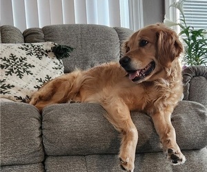 Mother of the Golden Retriever puppies born on 02/21/2026