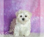 Small #2 Maltese