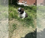 Small Photo #2 Shih Tzu Puppy For Sale in BEECH GROVE, IN, USA