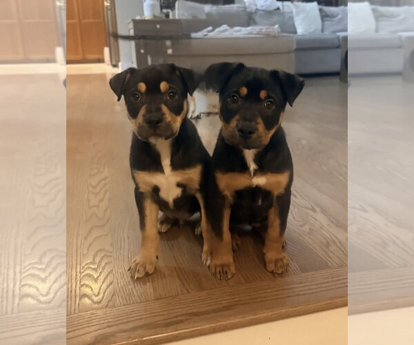 Medium Photo #2 Labrador Retriever-Unknown Mix Puppy For Sale in Tarrytown, GA, USA