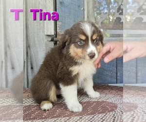 Miniature Australian Shepherd Puppy for sale in FREMONT, MI, USA