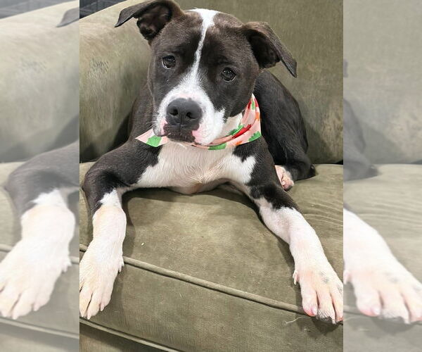 Medium Photo #42 American Pit Bull Terrier-Beagle Mix Puppy For Sale in Brewster, NY, USA