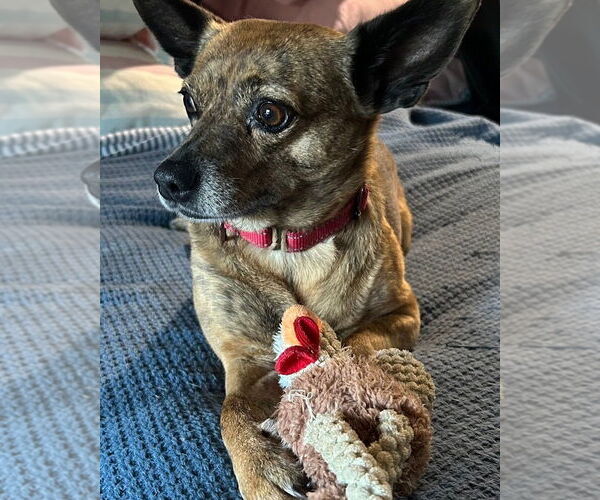 Medium Photo #1  Puppy For Sale in , 