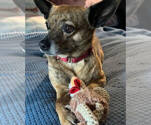 Basenji-Unknown Mix Dogs for adoption in Taunton, MA, USA