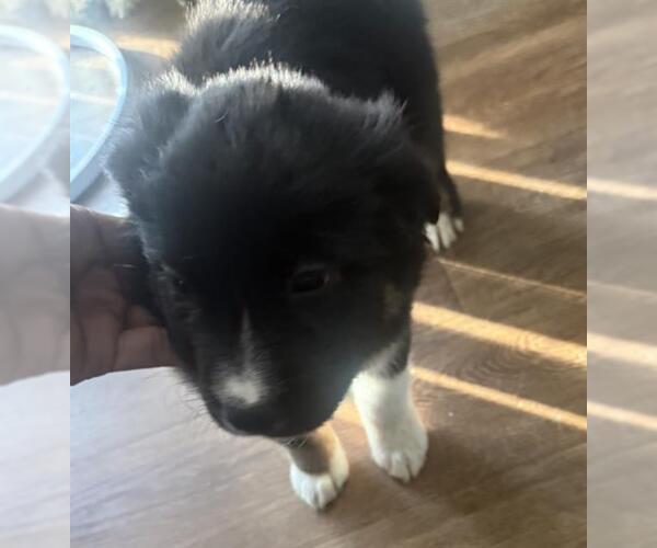 Medium Photo #1 Chow Chow-Unknown Mix Puppy For Sale in San Antonio, TX, USA