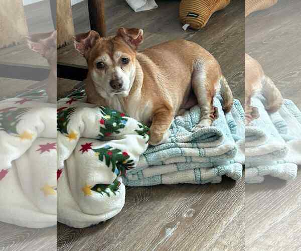 Medium Photo #4 Chihuahua-Unknown Mix Puppy For Sale in Middlesex, VT, USA