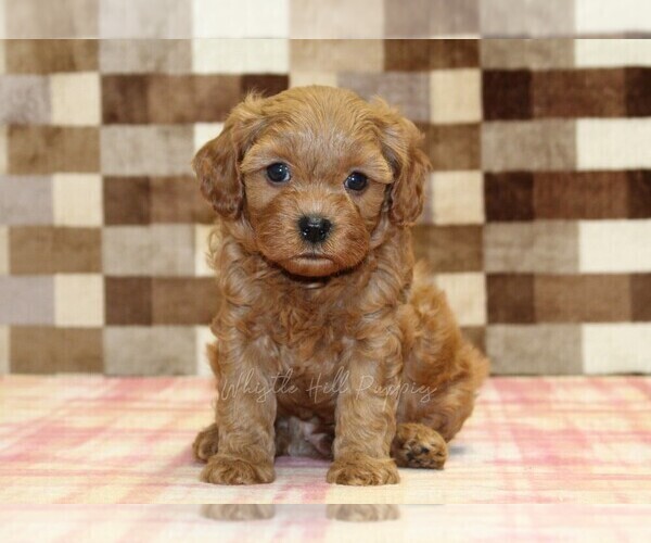 Medium Photo #4 Cavapoo (Miniature) Puppy For Sale in DENVER, PA, USA