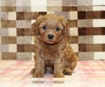 Small #3 Cavapoo (Miniature)