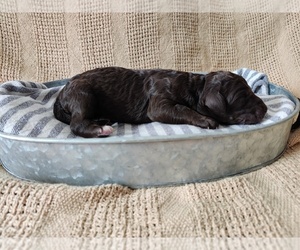 Labradoodle Puppy for sale in BROAD BROOK, CT, USA