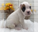 Small #3 Boxer