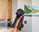 Small Photo #8 Labradoodle-Labrador Retriever Mix Puppy For Sale in HERALD, CA, USA