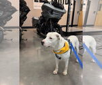 Small #1 Mutt