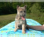 Small #8 German Shepherd Dog