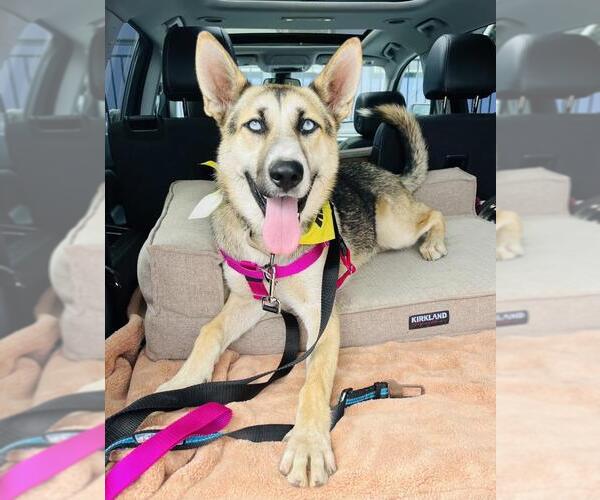 Medium Photo #2 German Shepherd Dog-Siberian Husky Mix Puppy For Sale in Santa Barbara, CA, USA