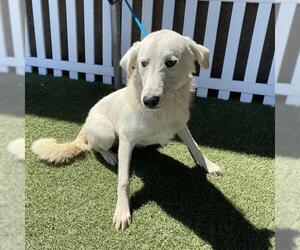 Labrenees Dogs for adoption in Modesto, CA, USA
