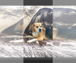 Small Photo #18 Puggle Puppy For Sale in Apple Valley, CA, USA