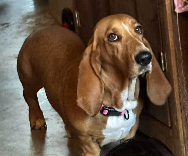 Medium Photo #1 Basset Hound Puppy For Sale in Boonton, NJ, USA