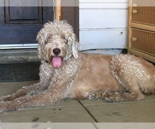 Medium Photo #1 Labradoodle Puppy For Sale in LANCASTER, CA, USA