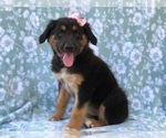 Small Photo #9 Australian Shepherd-English Shepherd Mix Puppy For Sale in LAKELAND, FL, USA