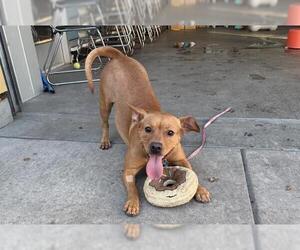 American Pit Bull Terrier-Chihuahua Mix Dogs for adoption in Berkeley , CA, USA