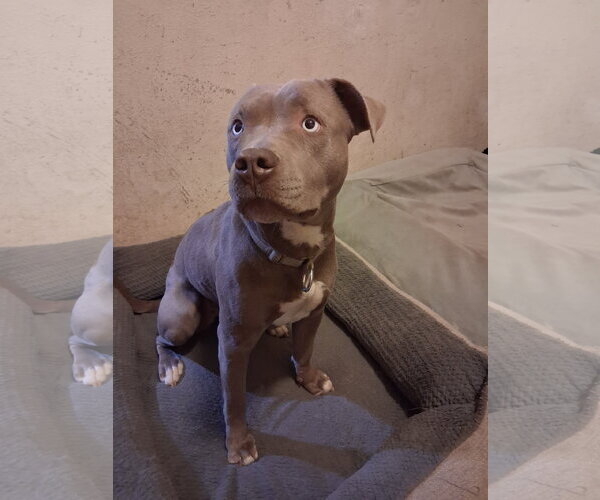 Medium Photo #2 Staffordshire Bull Terrier Puppy For Sale in Pacific grove , CA, USA