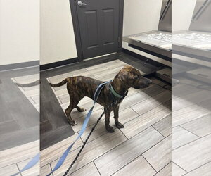 Jekyll - Male Plott Hound Dog for Adoption - Photo #8