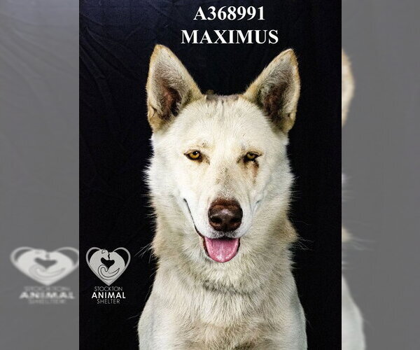 Medium Photo #1 Gerberian Shepsky Puppy For Sale in Stockton, CA, USA