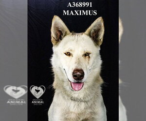 Gerberian Shepsky Dogs for adoption in Stockton, CA, USA