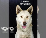 Small Gerberian Shepsky