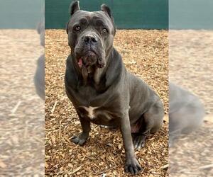 Mutt Dogs for adoption in Santa Cruz, CA, USA