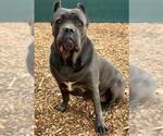 GLORIA* - Female Mutt Dog for Adoption - Small photo