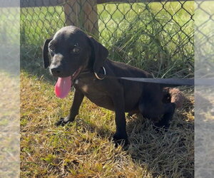 Garrett - Male Bulldog-Labrador Retriever Mix Dog for Adoption - Photo #4