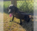 Small Photo #4 Bulldog-Labrador Retriever Mix Puppy For Sale in Tarrytown, GA, USA