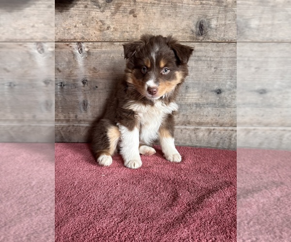 Medium Photo #17 Australian Shepherd Puppy For Sale in VERMONTVILLE, MI, USA