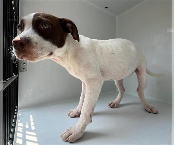 Medium Photo #1 American Pit Bull Terrier-Unknown Mix Puppy For Sale in Augusta, GA, USA