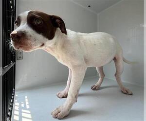 American Pit Bull Terrier-Unknown Mix Dogs for adoption in Augusta, GA, USA