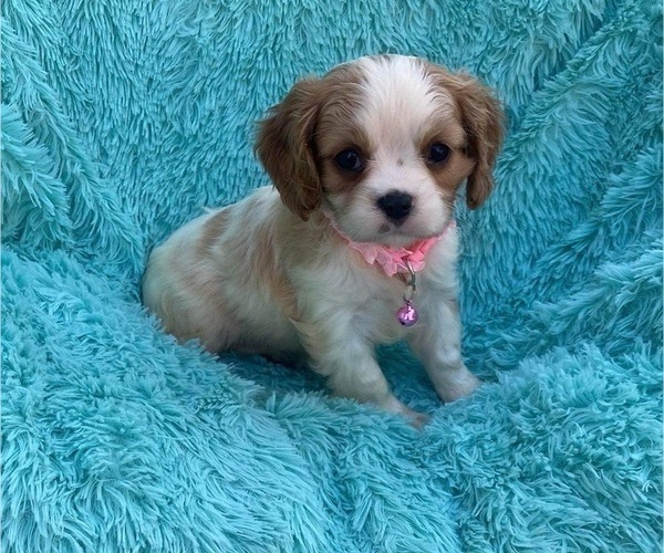 Medium Photo #1 Cavalier King Charles Spaniel Puppy For Sale in CAMPBELLSVILLE, KY, USA