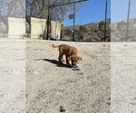 Small Photo #102 Rhodesian Ridgeback Puppy For Sale in MORONGO VALLEY, CA, USA