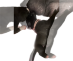 Small #6 Great Dane